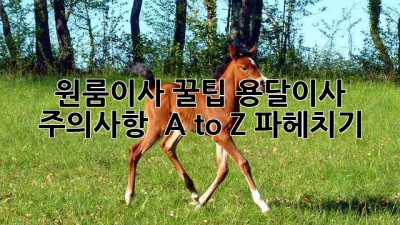 원룸이사 꿀팁🍯 용달이사 주의사항 🚨 A to Z 파헤치기!